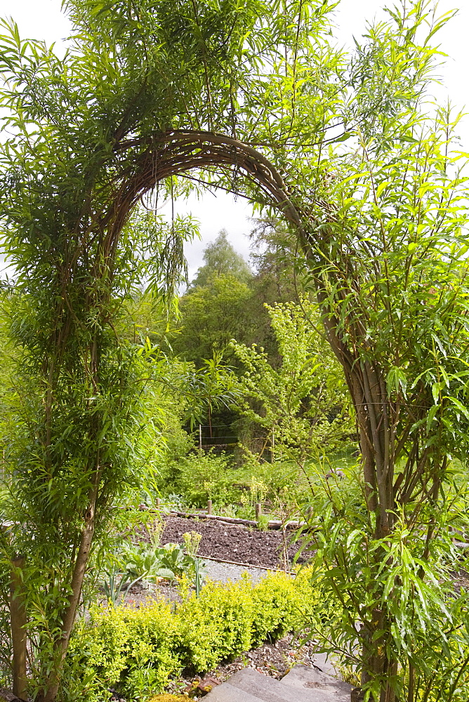 A willow arch in Rydal Community Vegetable Garden near Ambleside, Lake District, Cumbria, England, United Kingdom, Europe