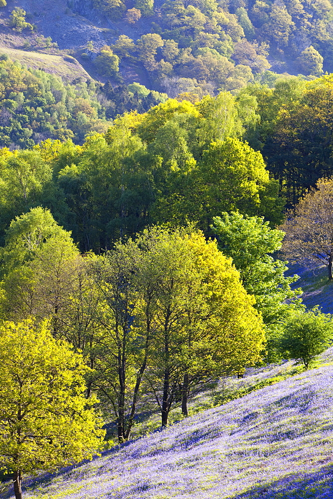 A bluebell field from Loughrigg Terrace in the Lake District National Park, Cumbria, England, United Kingdom, Europe