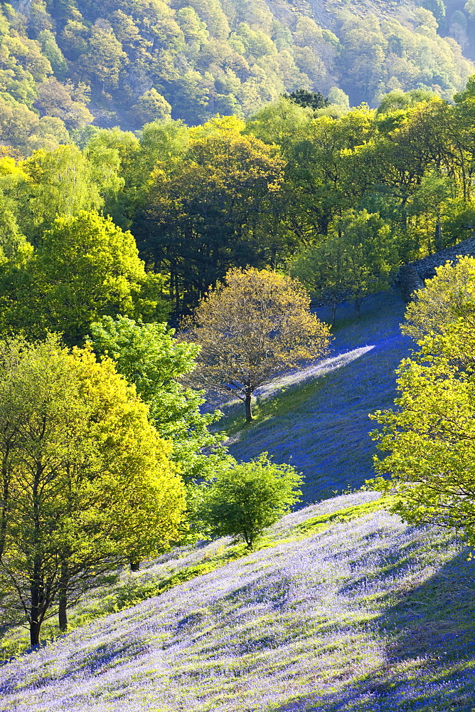 A bluebell field from Loughrigg Terrace in the Lake District National Park, Cumbria, England, United Kingdom, Europe