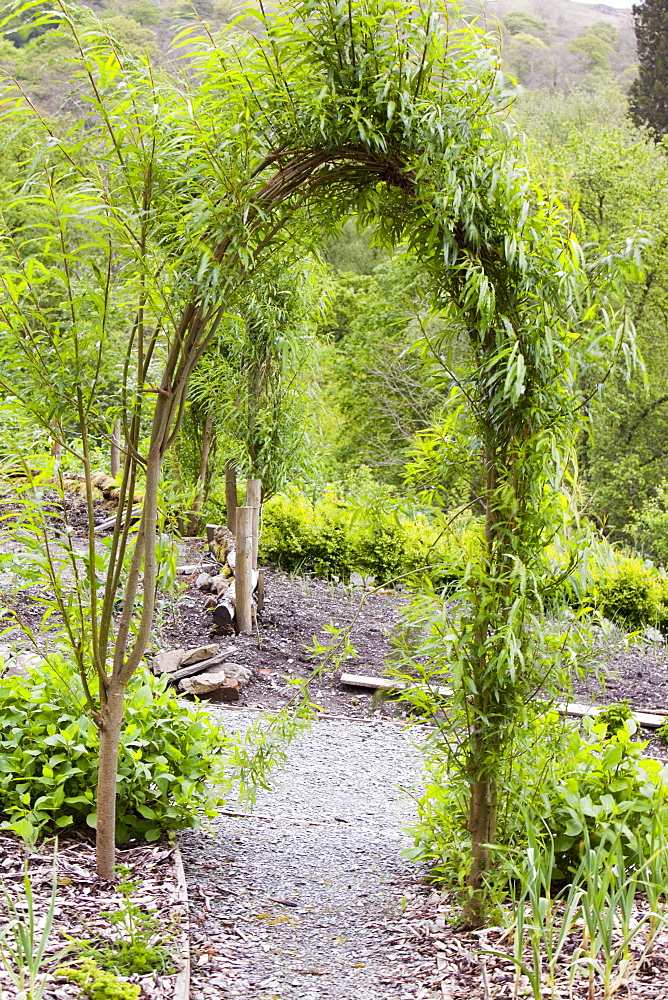 A willow arch in Rydal Community Vegetable Garden near Ambleside, Lake District, Cumbria, England, United Kingdom, Europe