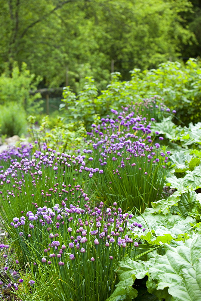 Rydal Community Vegetable Garden in the grounds of Rydal Hall near Ambleside, Lake District, Cumbria, England, United Kingdom, Europe