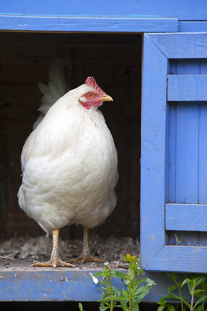 Free range hens and a hen house in the Rydal Hall Community Vegetable Garden, near Ambleside, Cumbria, England, United Kingdom, Europe