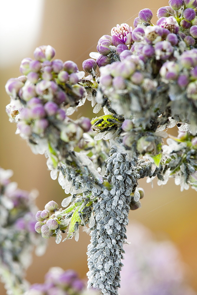 White fly attacking a garden plant, United Kingdom, Europe