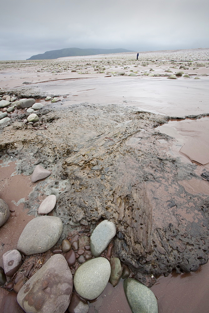 Tree trunks preserved in a submarine forest revealed at low tide at Porlock Weir in Somerset, England, United Kingdom, Europe