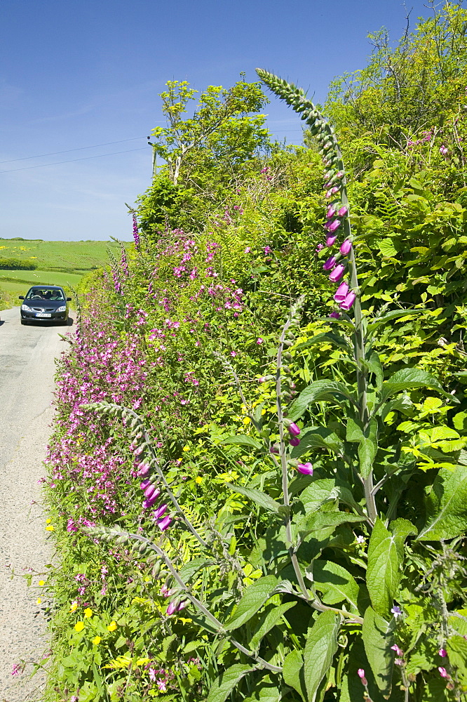 Wildflowers growing on a country lane in Devon, England, United Kingdom, Europe