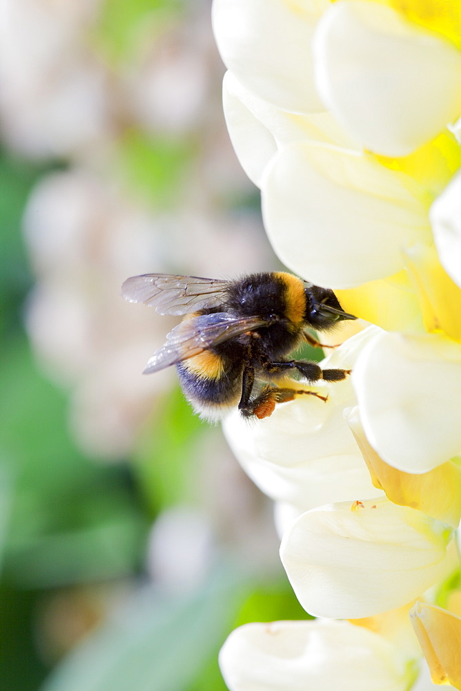 Bumblebee feeding on garden plants, United Kingdom, Europe