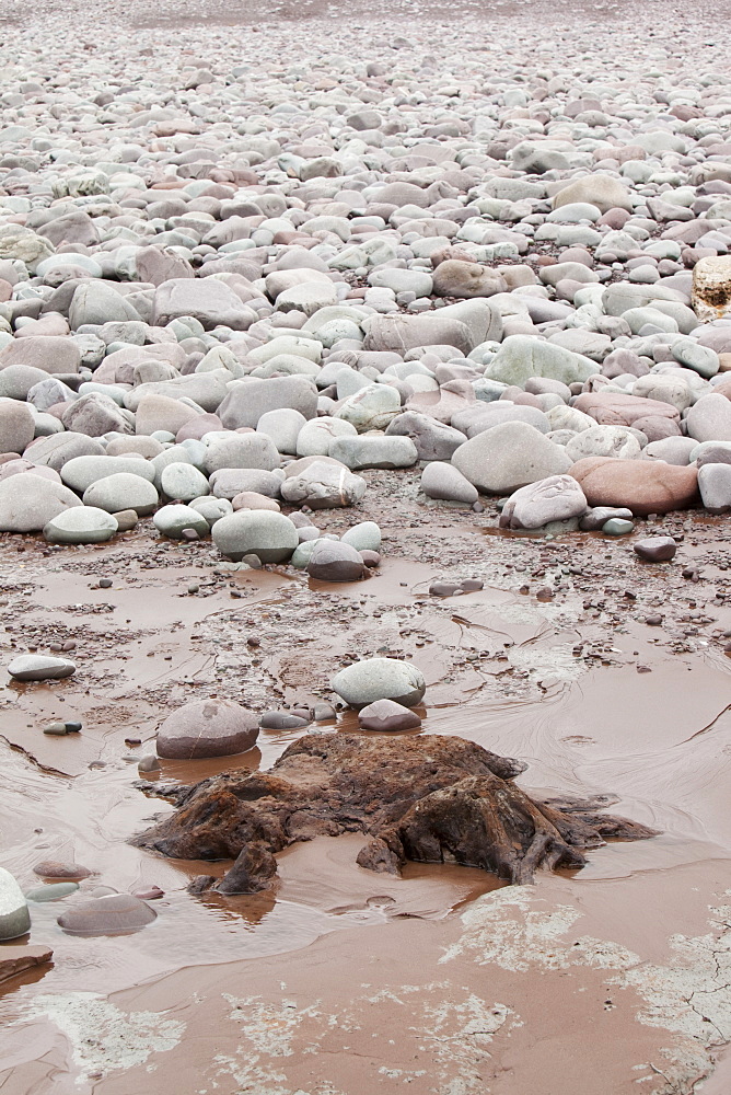 Tree trunks preserved in a submarine forest revealed at low tide at Porlock Weir in Somerset, England, United Kingdom, Europe