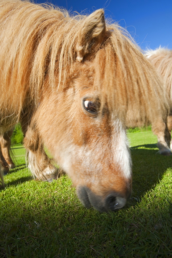 A miniature Shetland pony grazing in a field in Berrynarbor, North Devon, England, United Kingdom, Europe