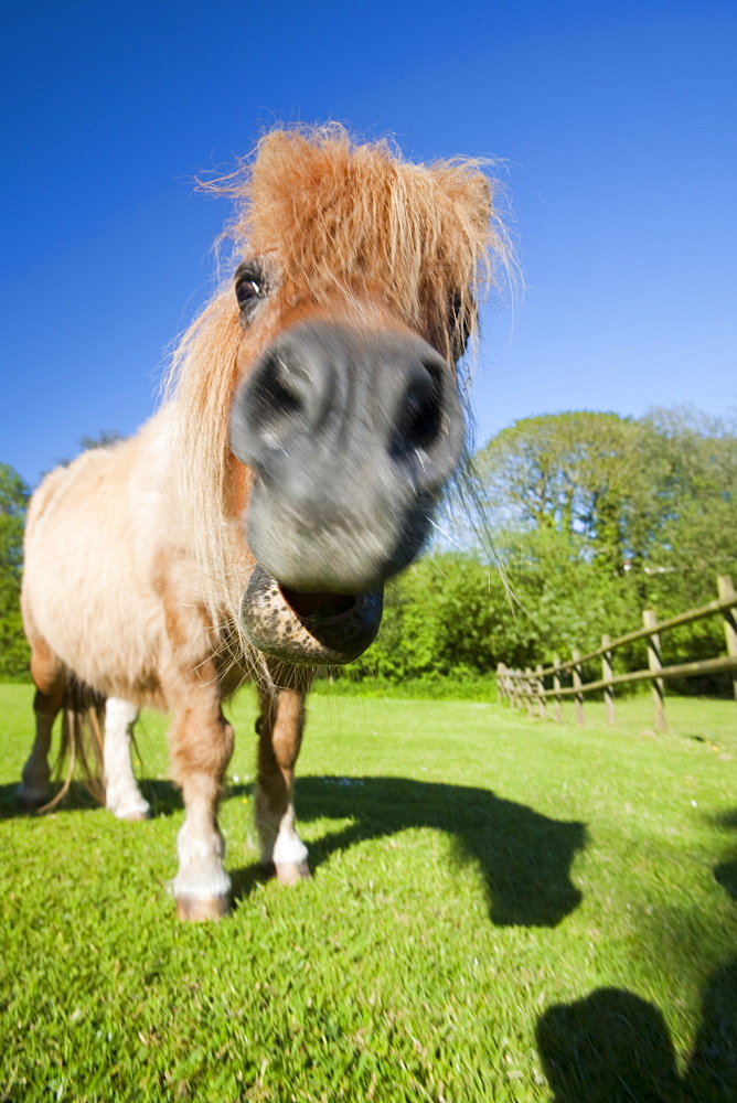 A miniature Shetland pony grazing in a field in Berrynarbor, North Devon, England, United Kingdom, Europe