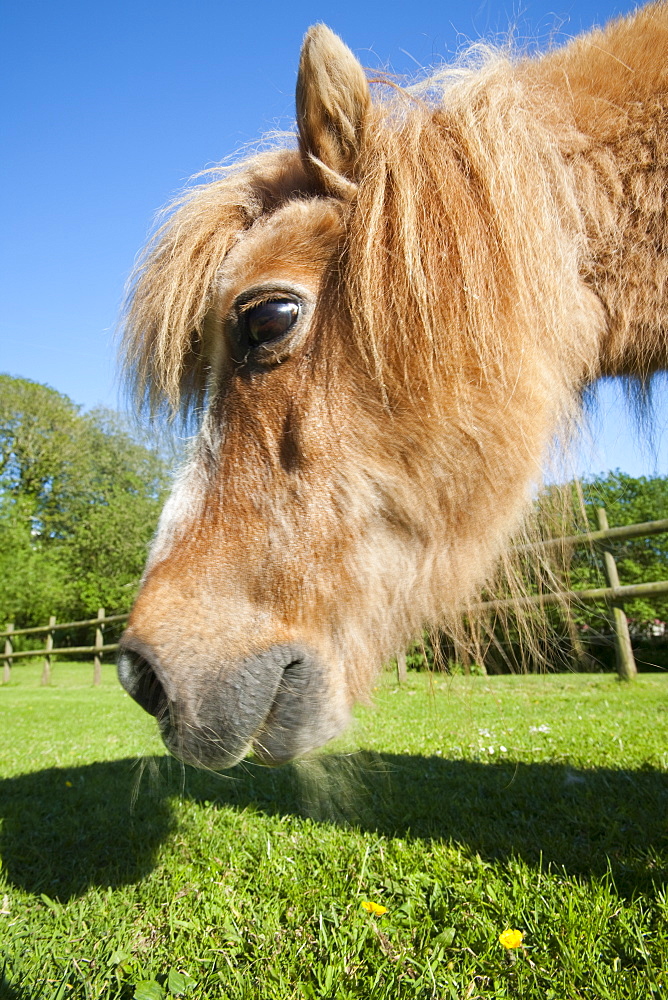 A miniature Shetland pony grazing in a field in Berrynarbor, North Devon, England, United Kingdom, Europe