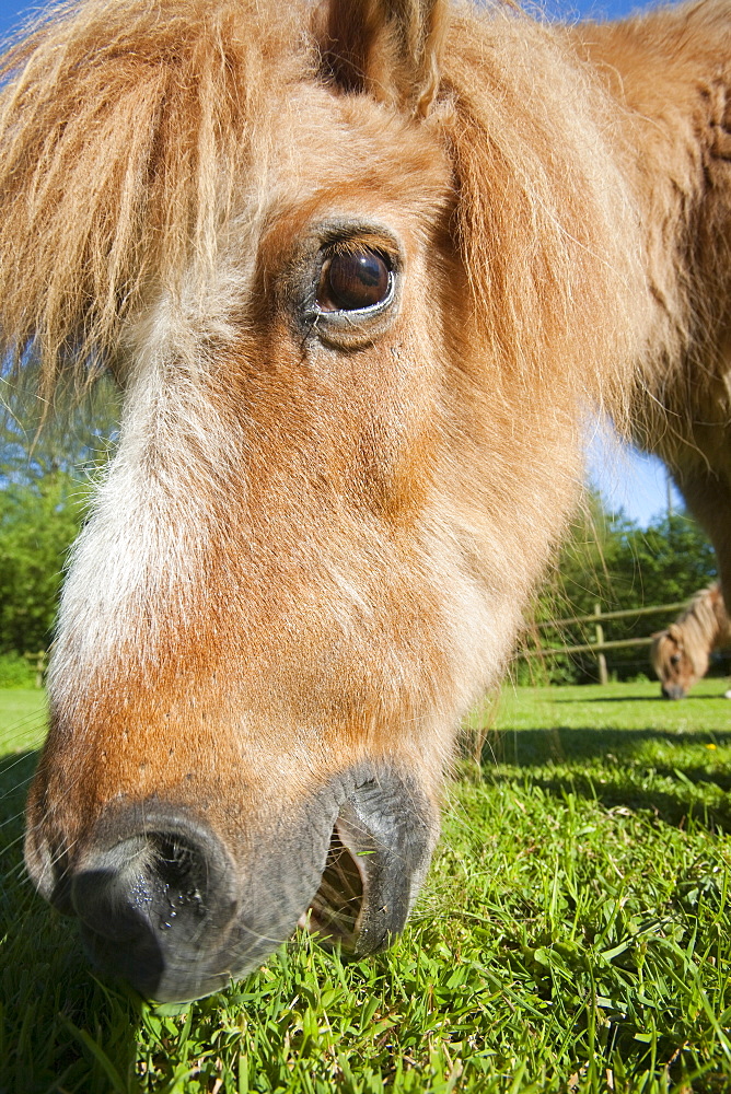 A miniature Shetland pony grazing in a field in Berrynarbor, North Devon, England, United Kingdom, Europe