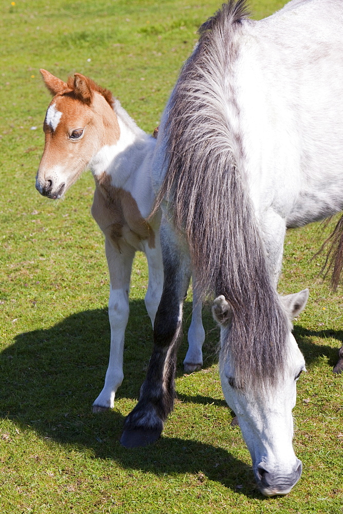 Pony and foal on Bodmin Moor in Cornwall, England, United Kingdom, Europe