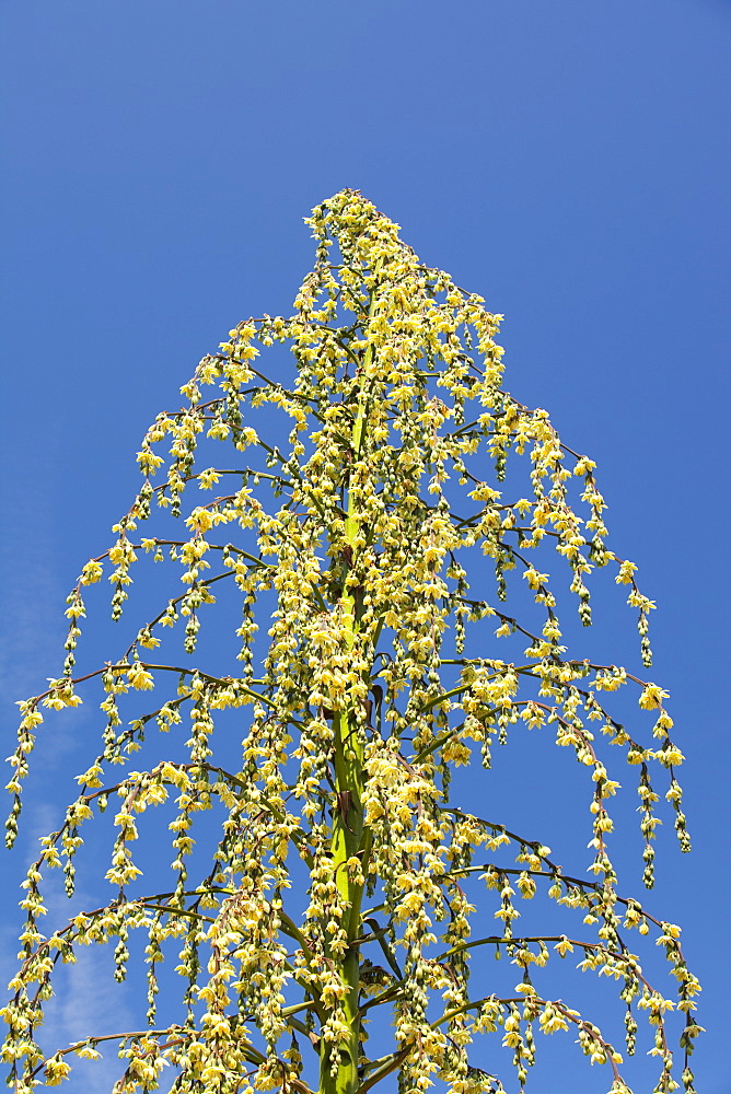 A flowering Bessanaria palm in the grounds of Penlee house in Penzance, Cornwall, England, United Kingdom, Europe