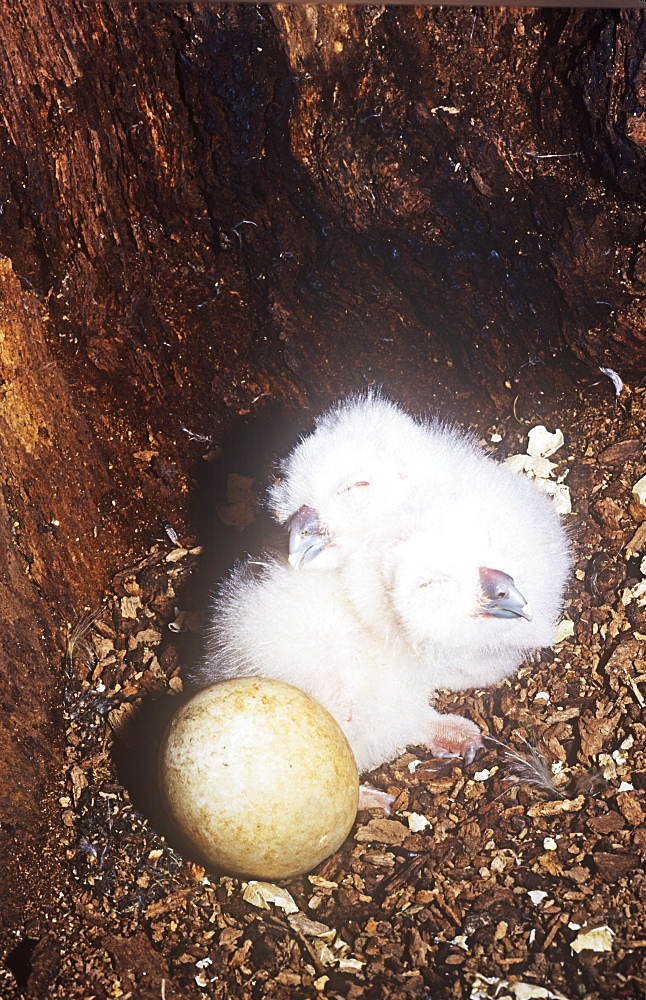 Young Tawny Owl chicks in the nest in a hollow tree in Ambleside, Cumbria, England, United Kingdom, Europe