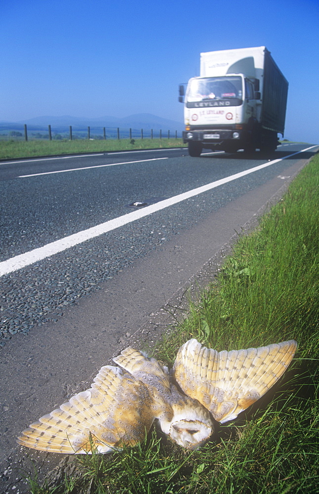 Barn owl killed by traffic on the side of the A66 near Keswick, Cumbria, England, United Kingdom, Europe