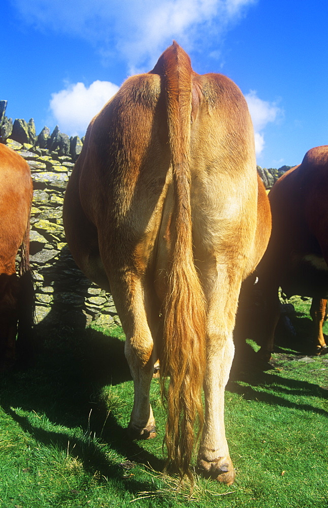 A cow's backside