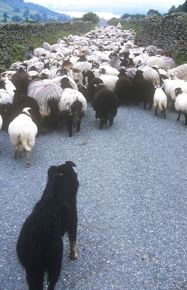 A sheepdog herding sheep down Kirkstone Pass in the Lake District Cumbria, England, United Kingdom, Europe