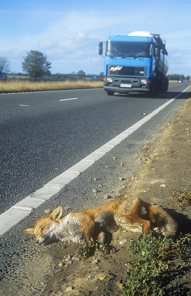 A fox killed on the A1 in Yorkshire, England, United Kingdom, Europe