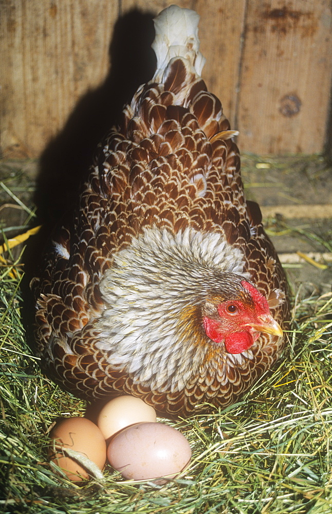 A free range hen with eggs