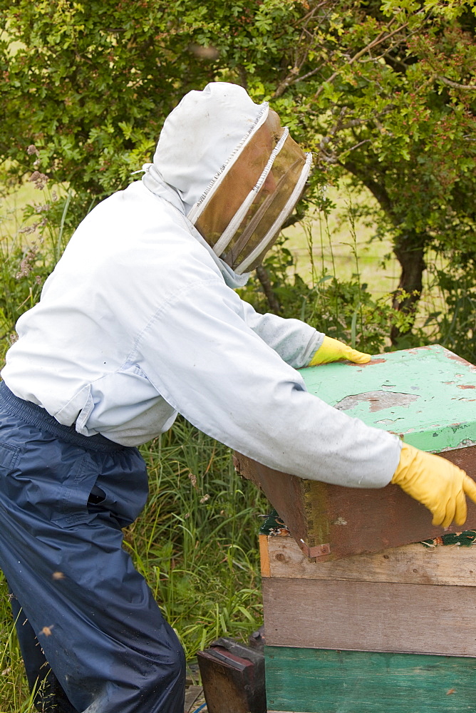 Beekeeper Bill Mackereth checks his hives for signs of Varoa mite damage, Cockermouth, Cumbria, England, United Kingdom, Europe