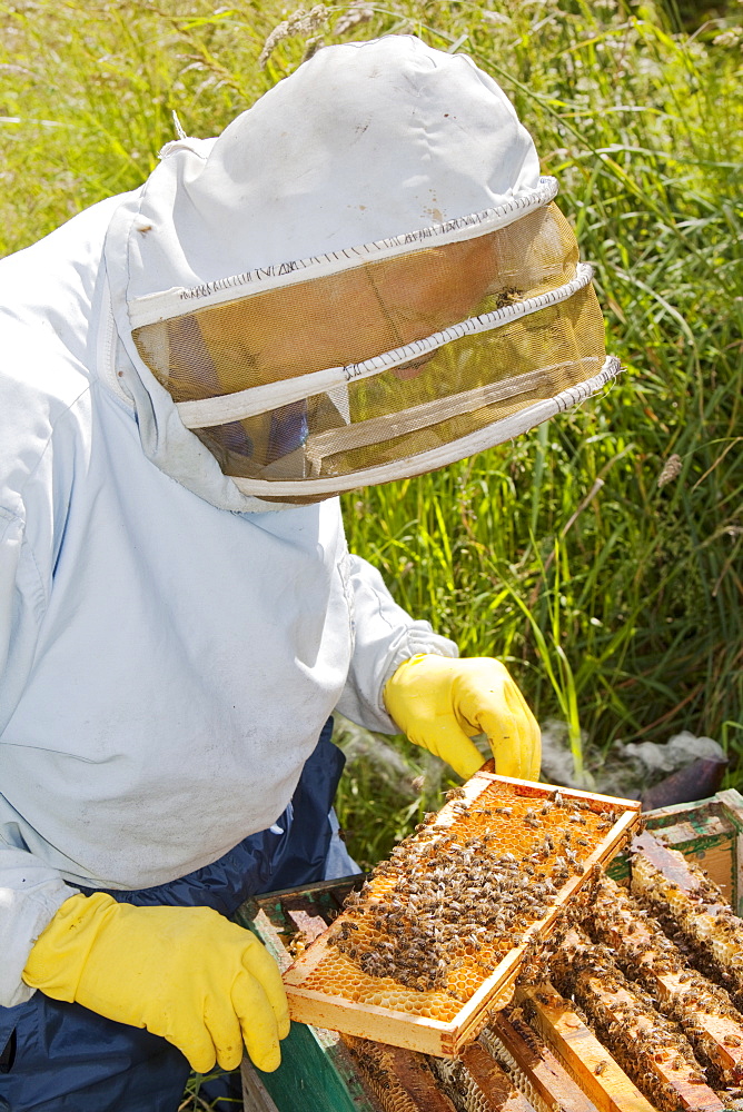 Beekeeper Bill Mackereth checks his hives for signs of Varoa mite damage, Cockermouth, Cumbria, England, United Kingdom, Europe