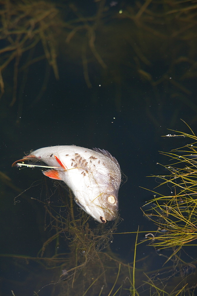 A dead fish floating in a canal near Warrington, England, United Kingdom, Europe