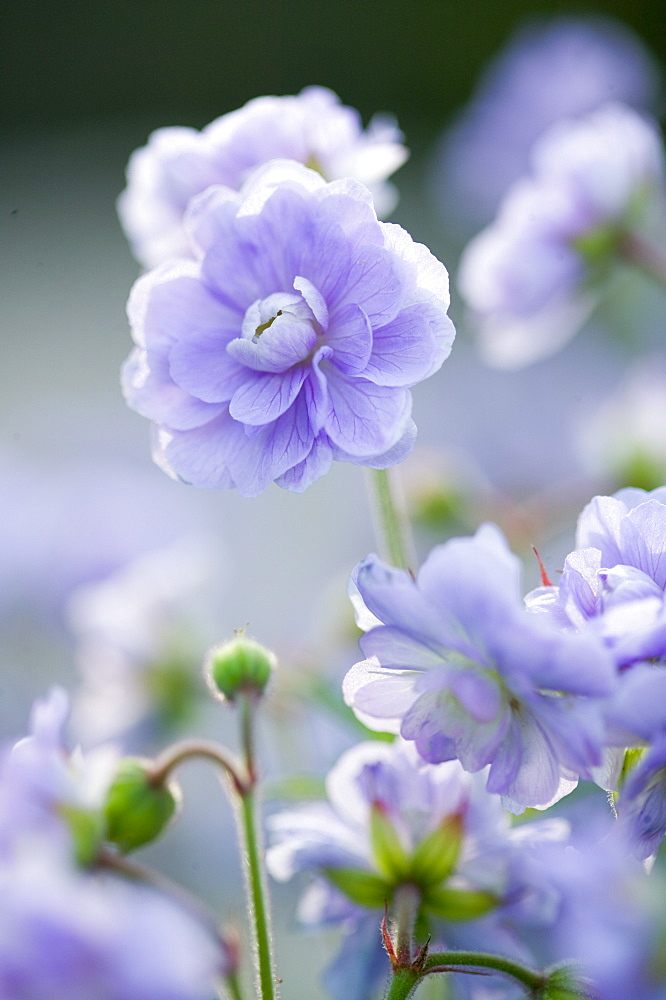 A cultivated geranium in a garden, United Kingdom, Europe