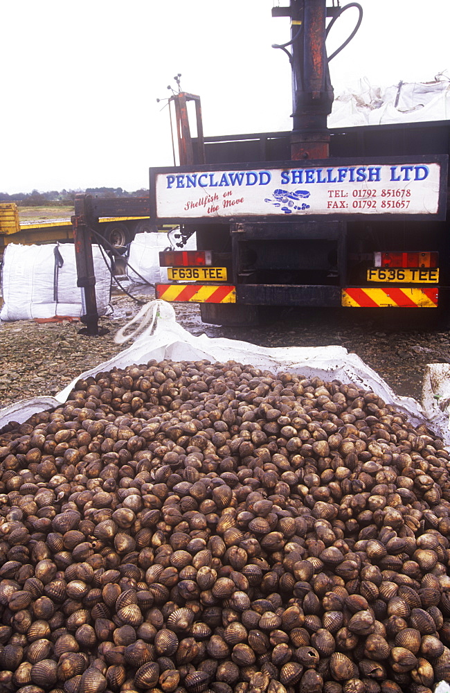 Cockles being harvested from Morecambe Bay in Lancashire, England, United Kingdom, Europe