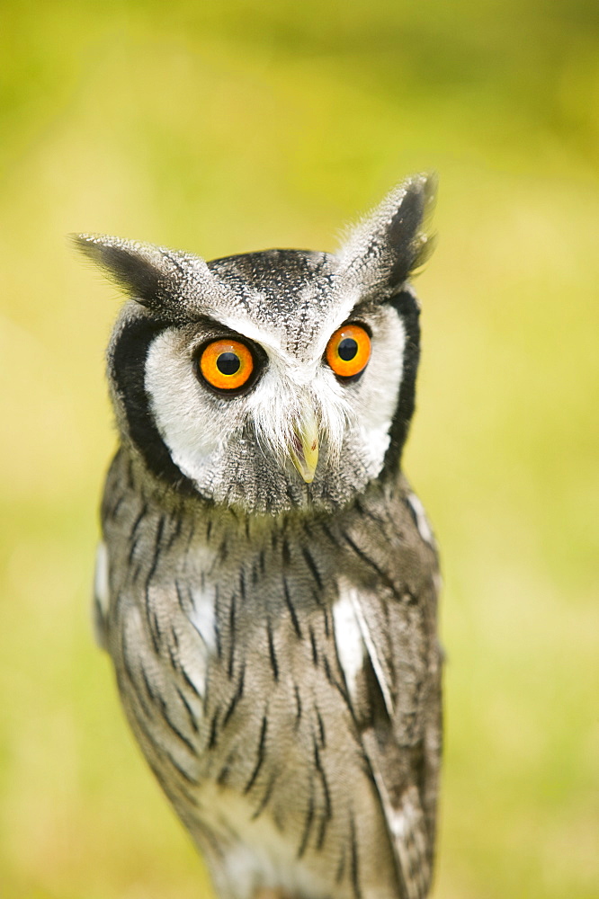 A white faced owl with a surprised expression on its face