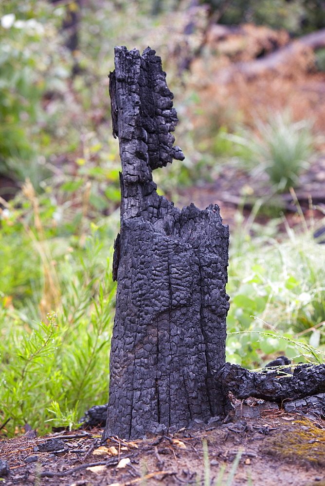 Burnt forest near Kinglake, one of the worst affected communities of the catastrophic 2009 Australian Bush Fires in the state of Victoria, Australia, Pacific