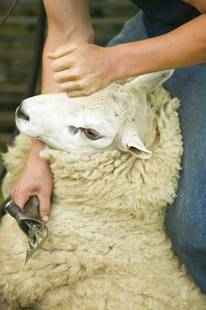 A farmer shearing a sheep, Langdale, Lake District, Cumbria, England, United Kingdom, Europe