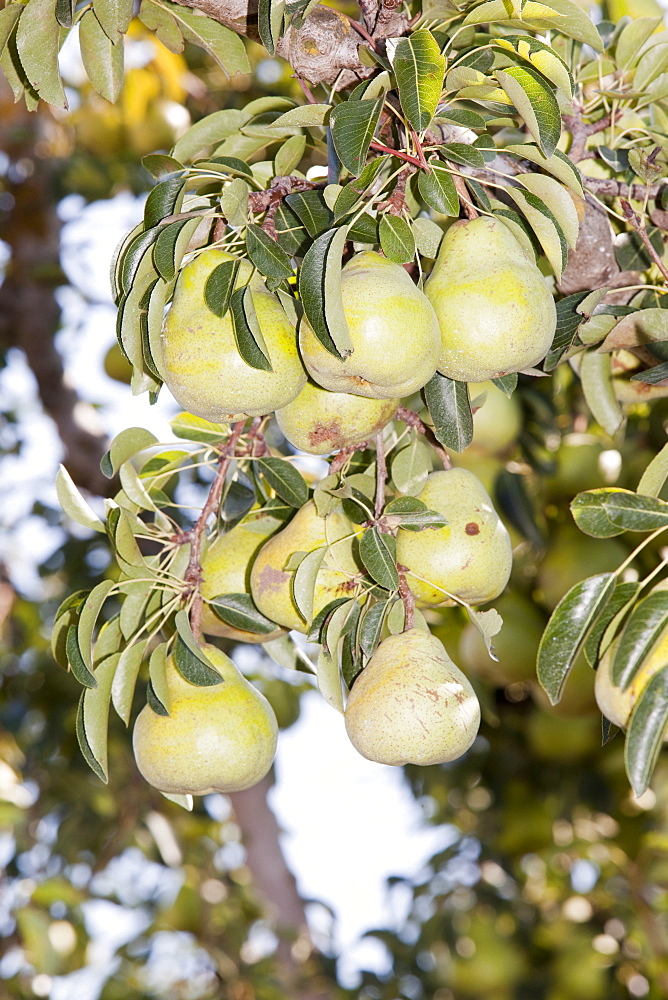 A pear orchard near Shepperton, Victoria, Australia, Pacific