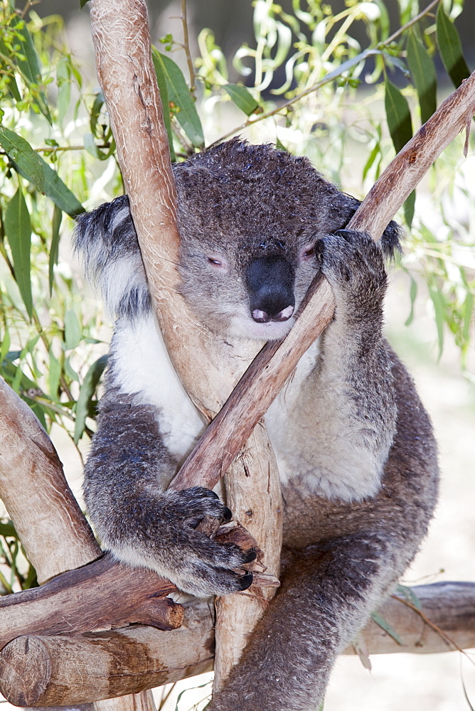 A miserable looking Koala in a wildlife park near Echuca, Victoria, Australia, Pacific