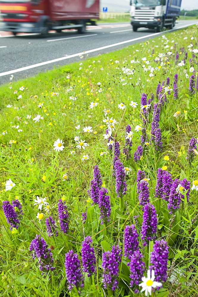 Orchids growing on a roadside verge in Cumbria, England, United Kingdom, Europe