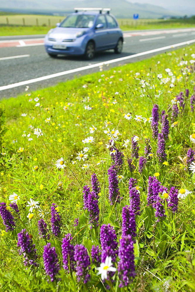 Orchids growing on a roadside verge in Cumbria, England, United Kingdom, Europe