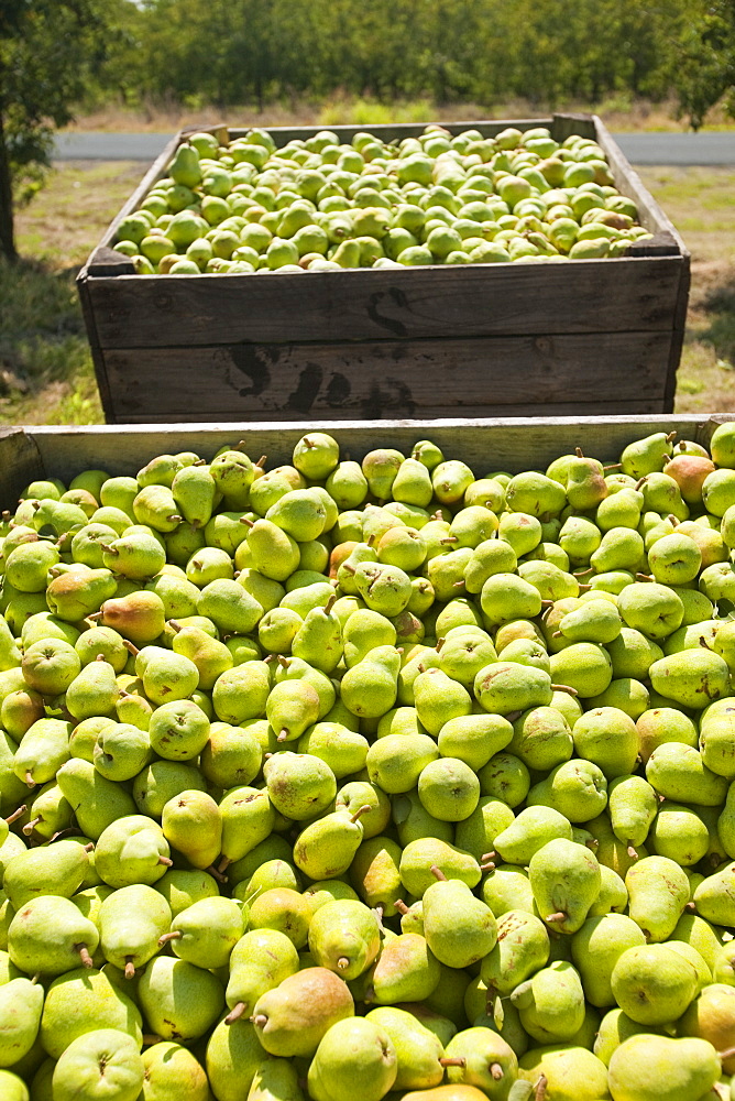 A pear orchard near Shepperton, Victoria, Australia, Pacific