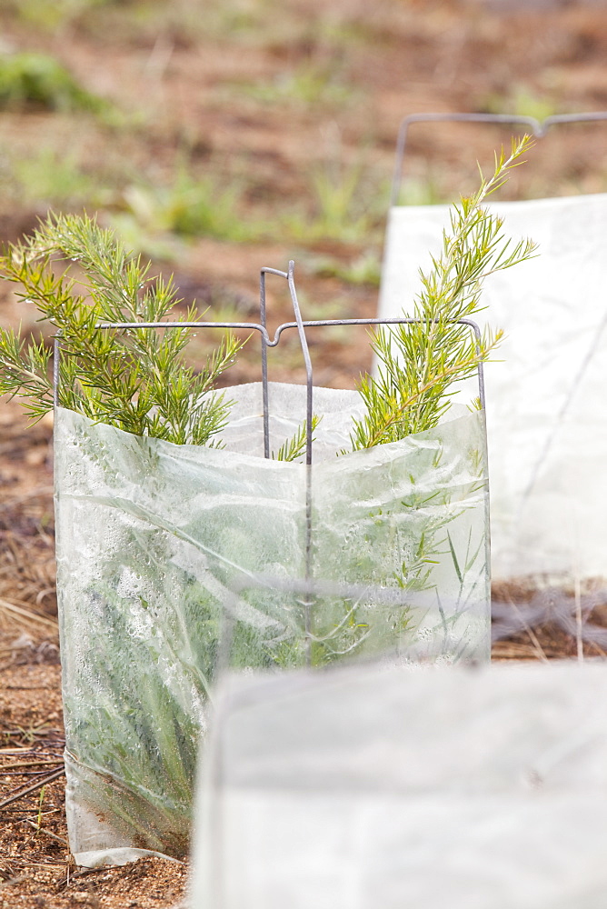 Tree planting near Jindabyne in the Snowy Mountains, New South Wales, Australia, Pacific