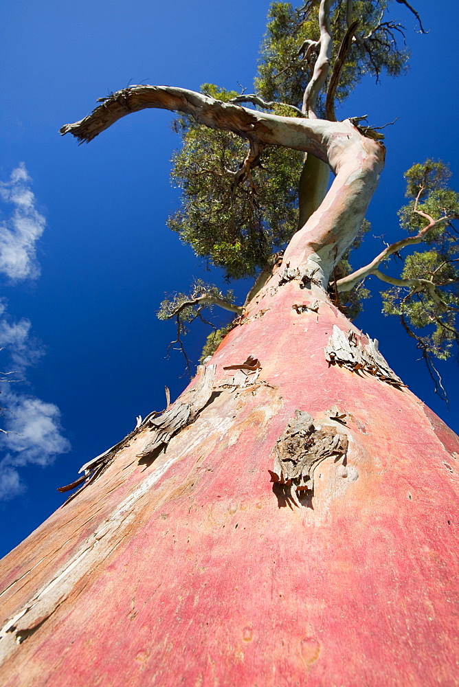 Eucalyptus tree in the Snowy Mountains, New South Wales, Australia, Pacific