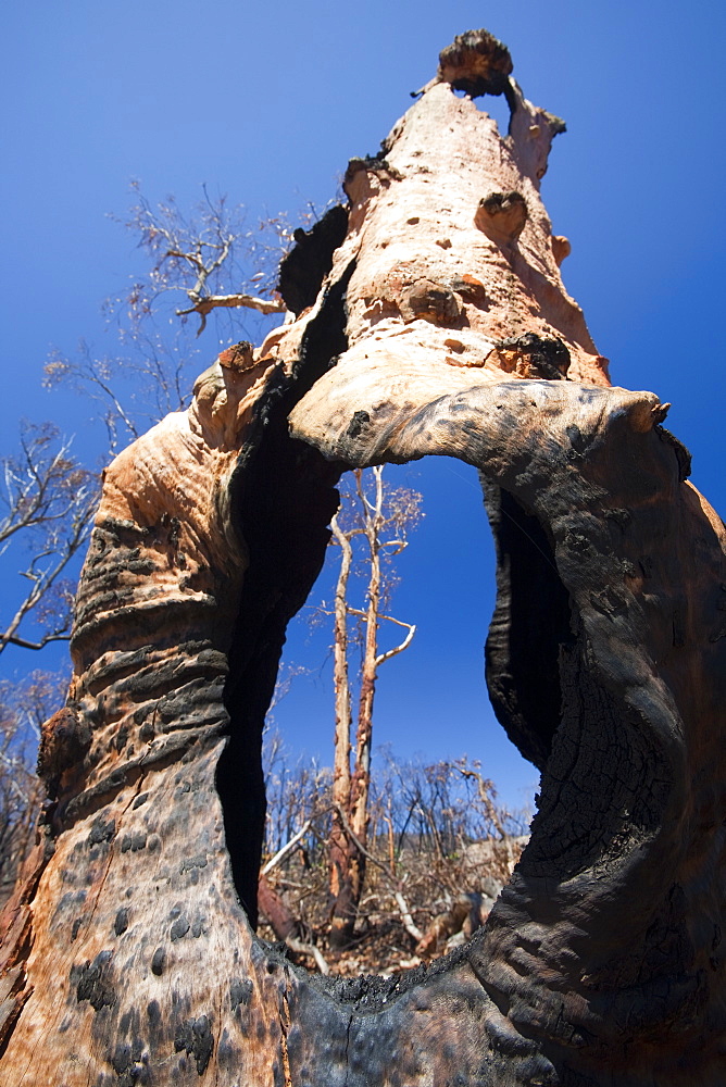 Forest destroyed by bush fires in December 2009 near Michelago, New South Wales, Australia, Pacific