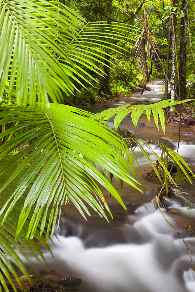 A river in the Daintree rainforest in the North of Queensland, Australia, Pacific