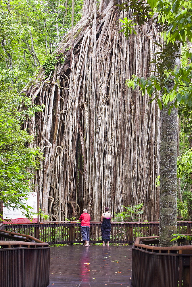 The Curtain Fig Tree, a massive Green Fig Tree (Ficus virens) in the Daintree Rainforest on the Atherton Tablelands, Queensland, Australia, Pacific