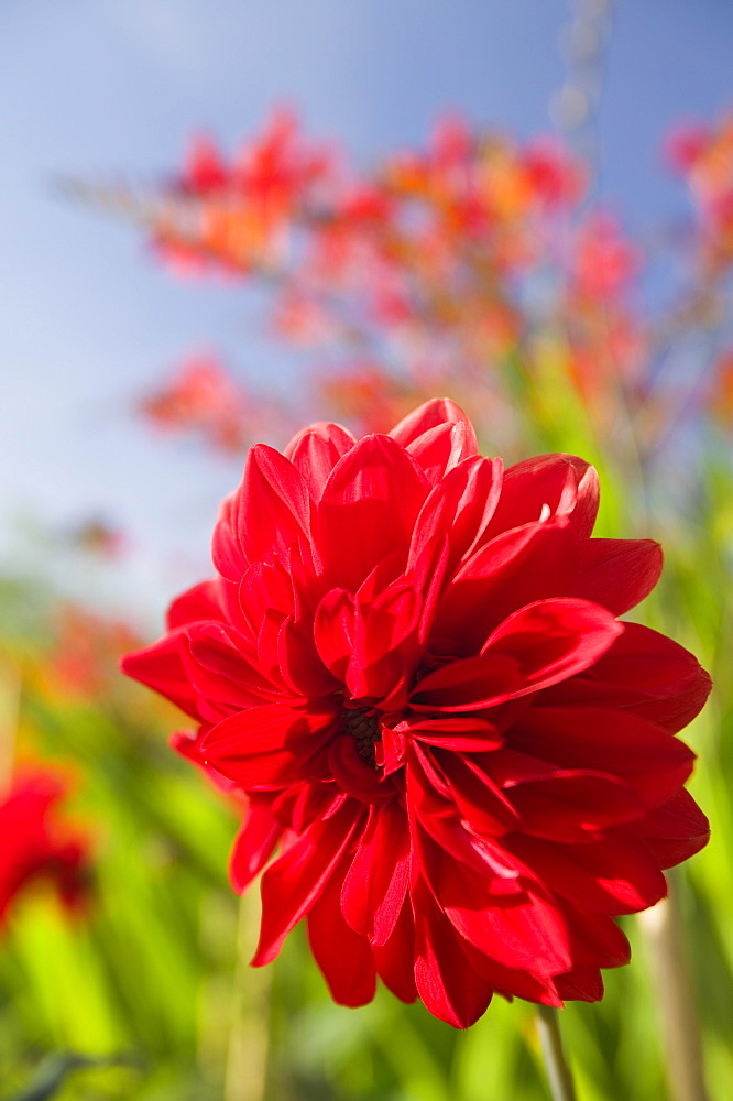 Dahlias in Holehird Gardens, Windermere, Lake District, Cumbria, England, United Kingdom, Europe