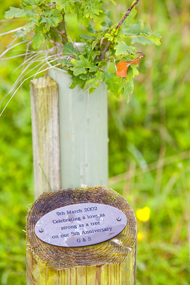 Plaque with information about the person who requested the offset by planting a tree, Sand Martin Wood in Faugh near Carlisle, Cumbria, England, United Kingdom, Europe