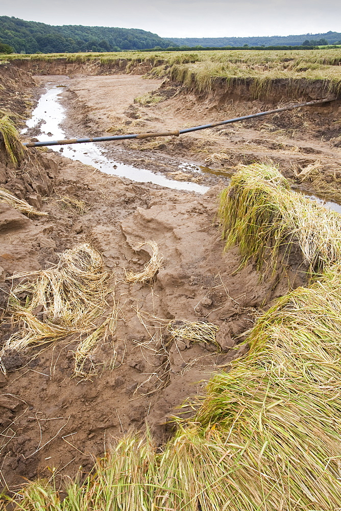 Flood damage to a field of barley at Shincliffe, near Durham, County Durham, England, United Kingdom, Europe