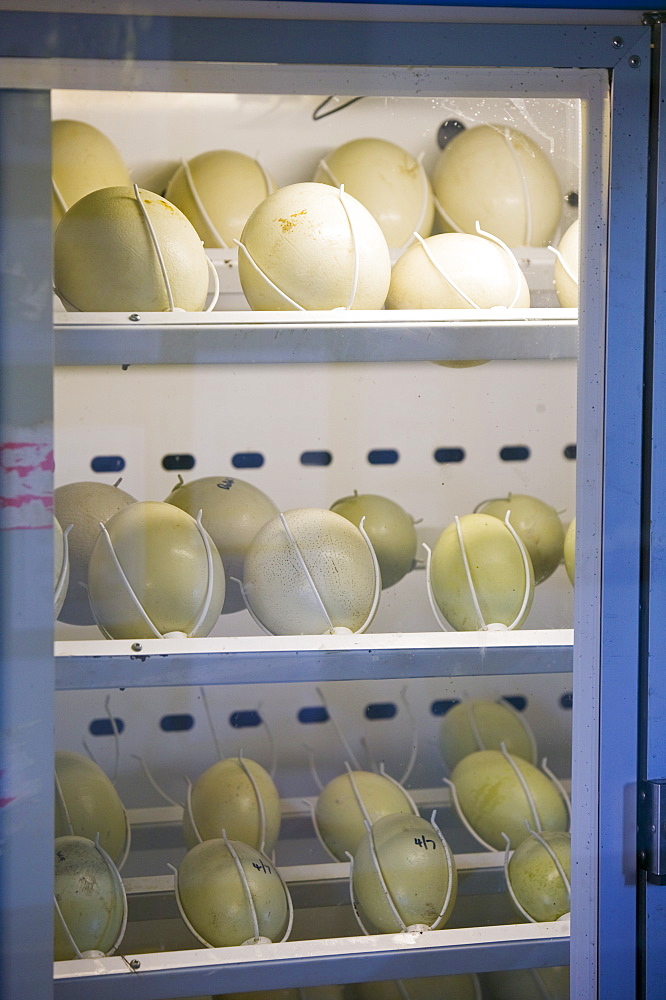 Ostrich eggs in an incubator, Cumbria, England, United Kingdom, Europe