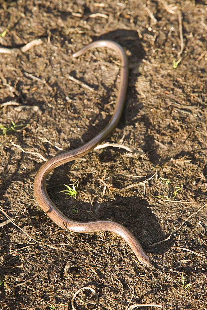 A Slow worm, a legless lizard