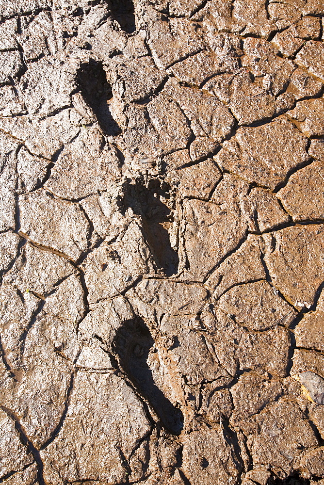 Footprints in the mud at Thirlmere reservoir during a hosepipe ban in effect in the North West, Lake District, Cumbria, England, United Kingdom, Europe