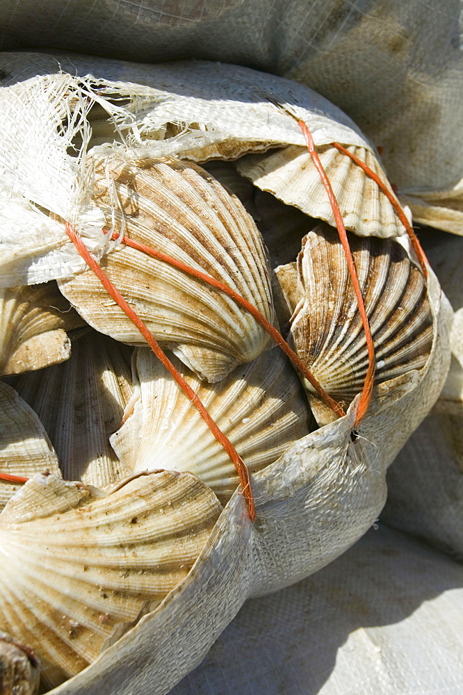 Scallops landed on Ullapool harbour, Scotland, United Kingdom, Europe