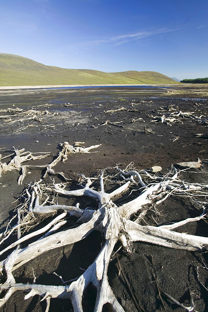 Old forest revealed by drought in Loch Glascarnoch near Ullapool, Scotland, United Kingdom, Europe