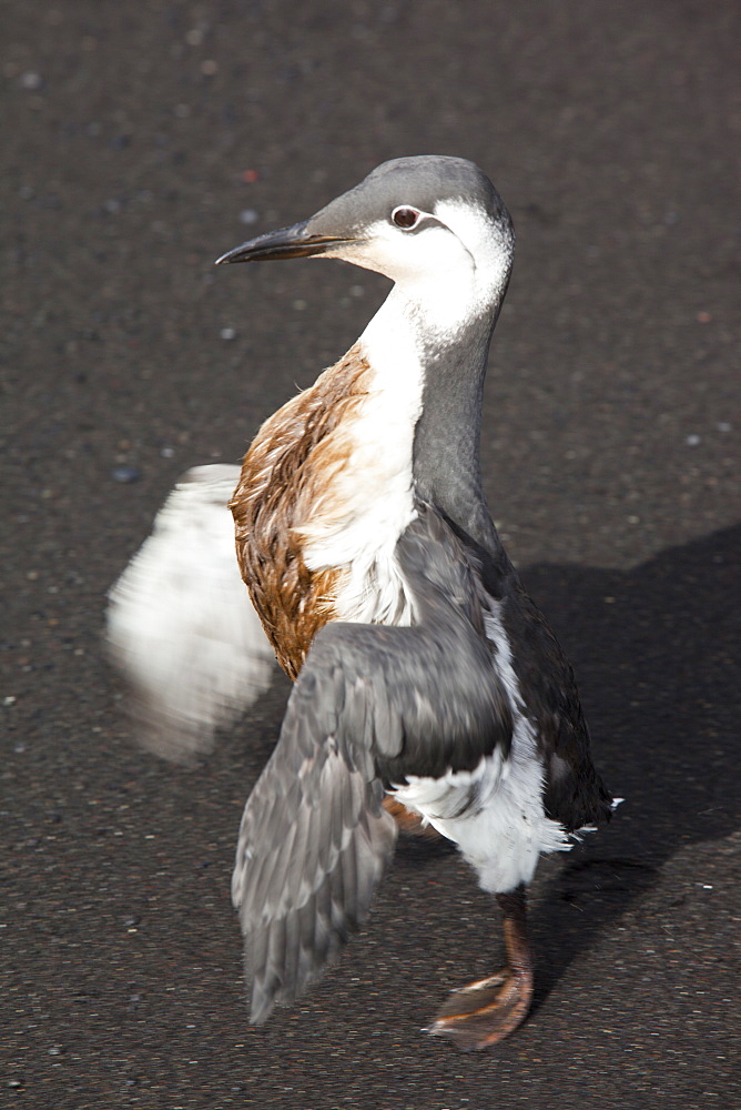 A Guillemot (Uria aalge) covered in oil on a black sand volcanic beach at Vik, on Iceland's south coast, Iceland, Polar Regions